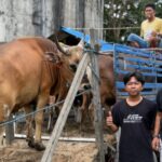 Sambut Iduladha 1447 Hijriah PT Barito Raja Berkah Salurkan 5 Ekor Sapi Kurban Untuk Masyarakat Barito Selatan